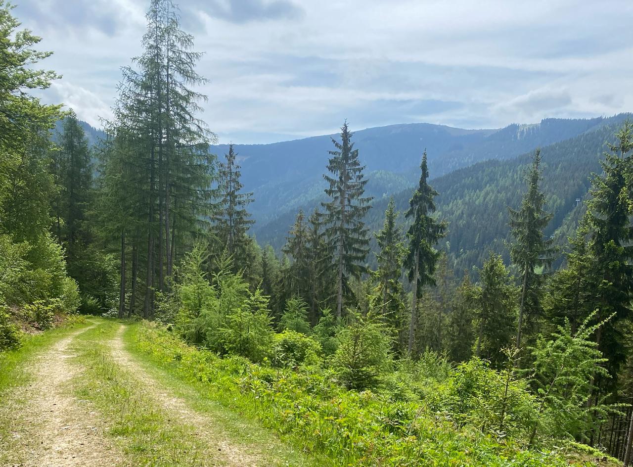 Waldweg